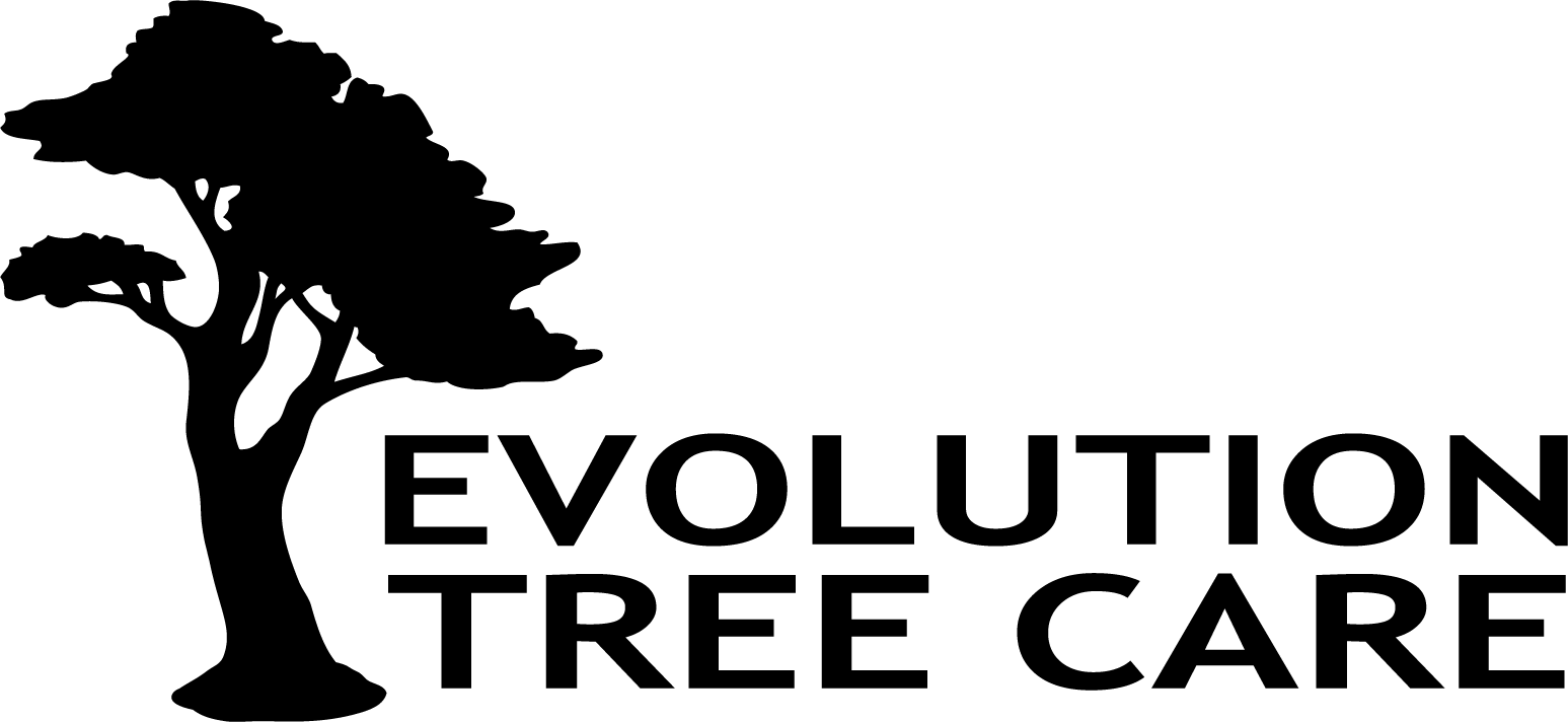 GTA Tree Care Evolution Tree Care Call For a Free Quote