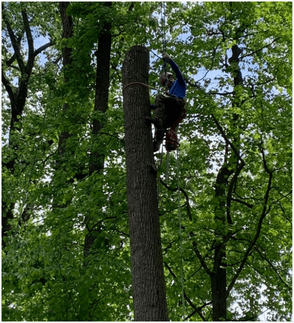 Evolution tree service