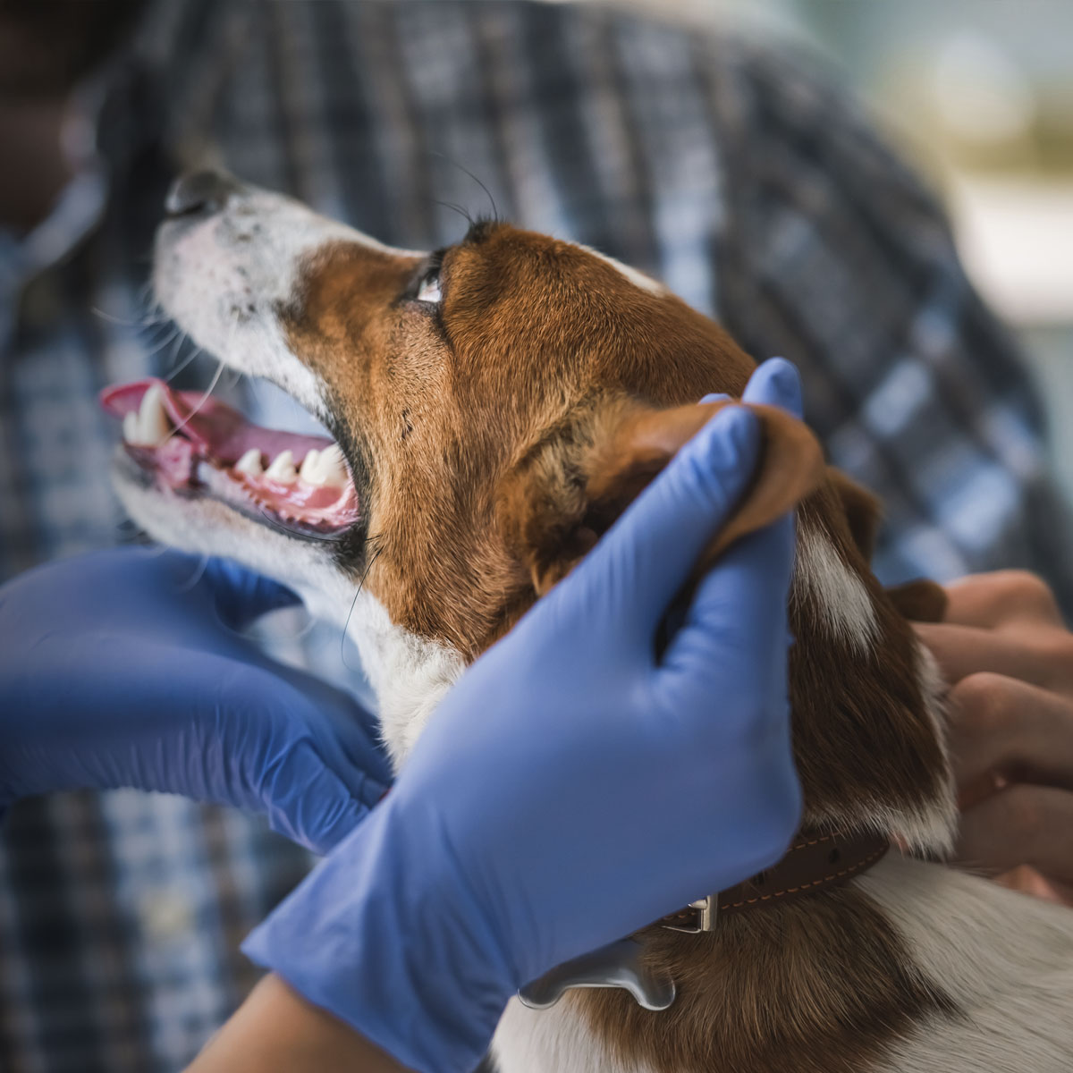 Evolution Veterinary Specialists Emergency & Veterinary Specialty