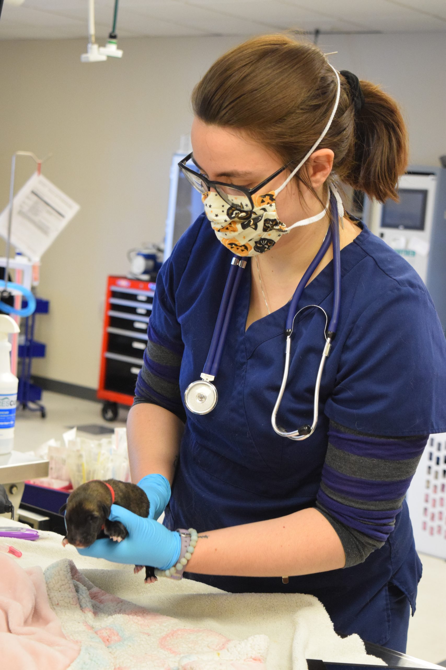 Olivia Evolution Veterinary Specialists