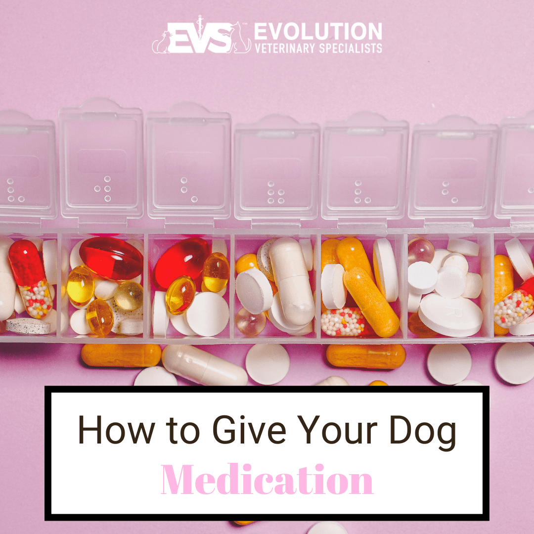How to Give Your Dog Medication Evolution Veterinary Specialists