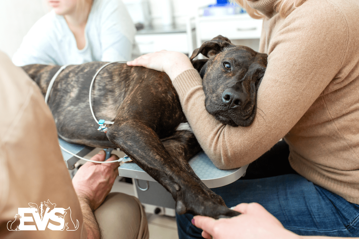 Does Your Dog Need to Go to the ER After a Dog Fight? Evolution