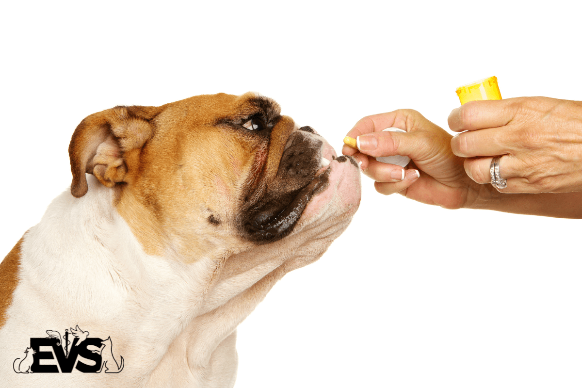 How to Give Your Dog Medication Evolution Veterinary Specialists