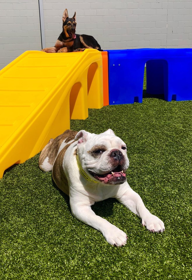 A Real Ruff Playtime How One FamilyOwned Business Created a