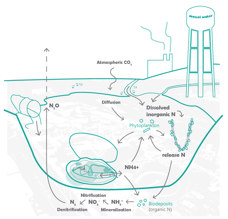 Mussels Matter Exploring Restoration Design for Freshwater Mussels