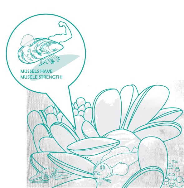 Mussels Matter Exploring Restoration Design for Freshwater Mussels