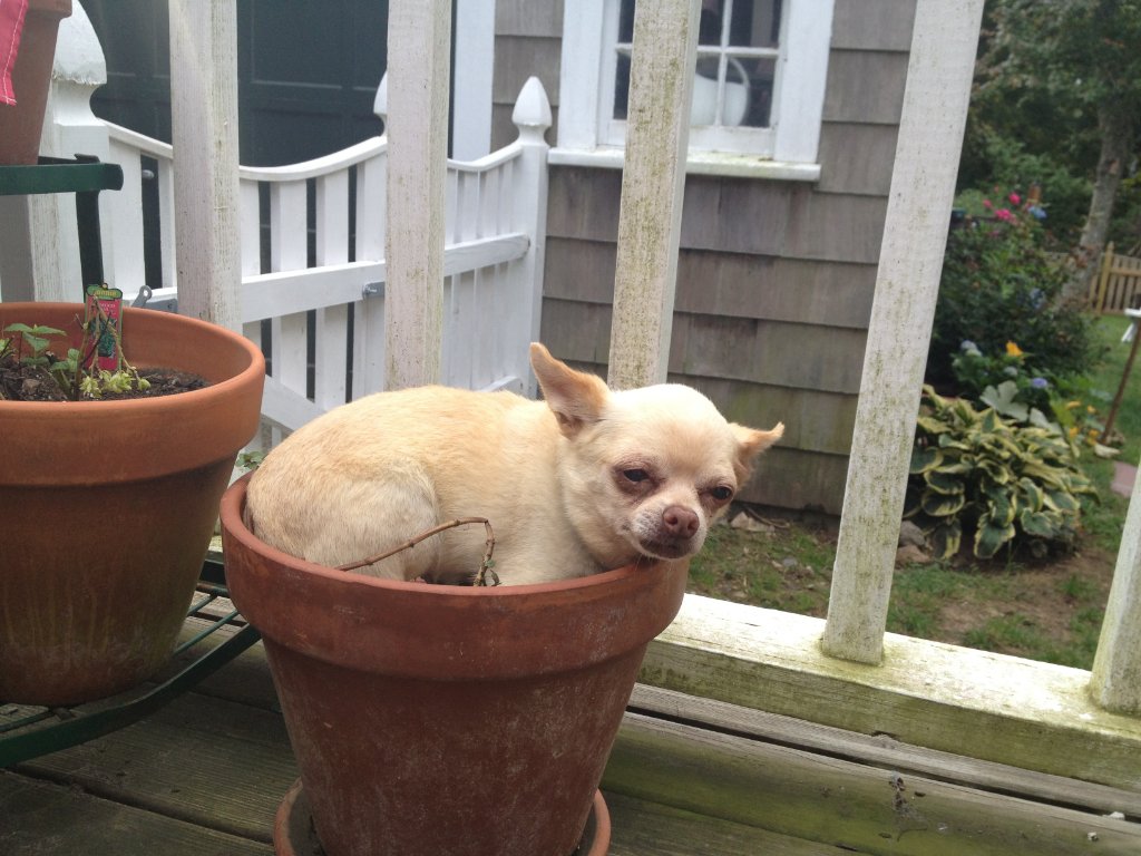 Dog Wall of Fame Evolve Dog Training