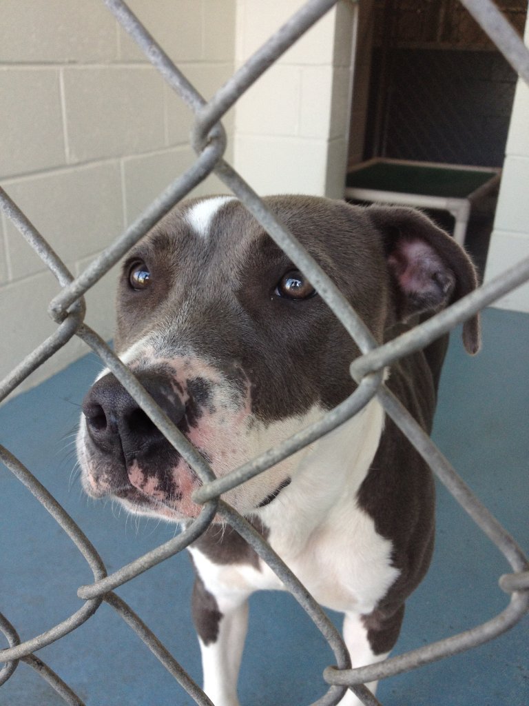 Dog Wall of Fame Evolve Dog Training