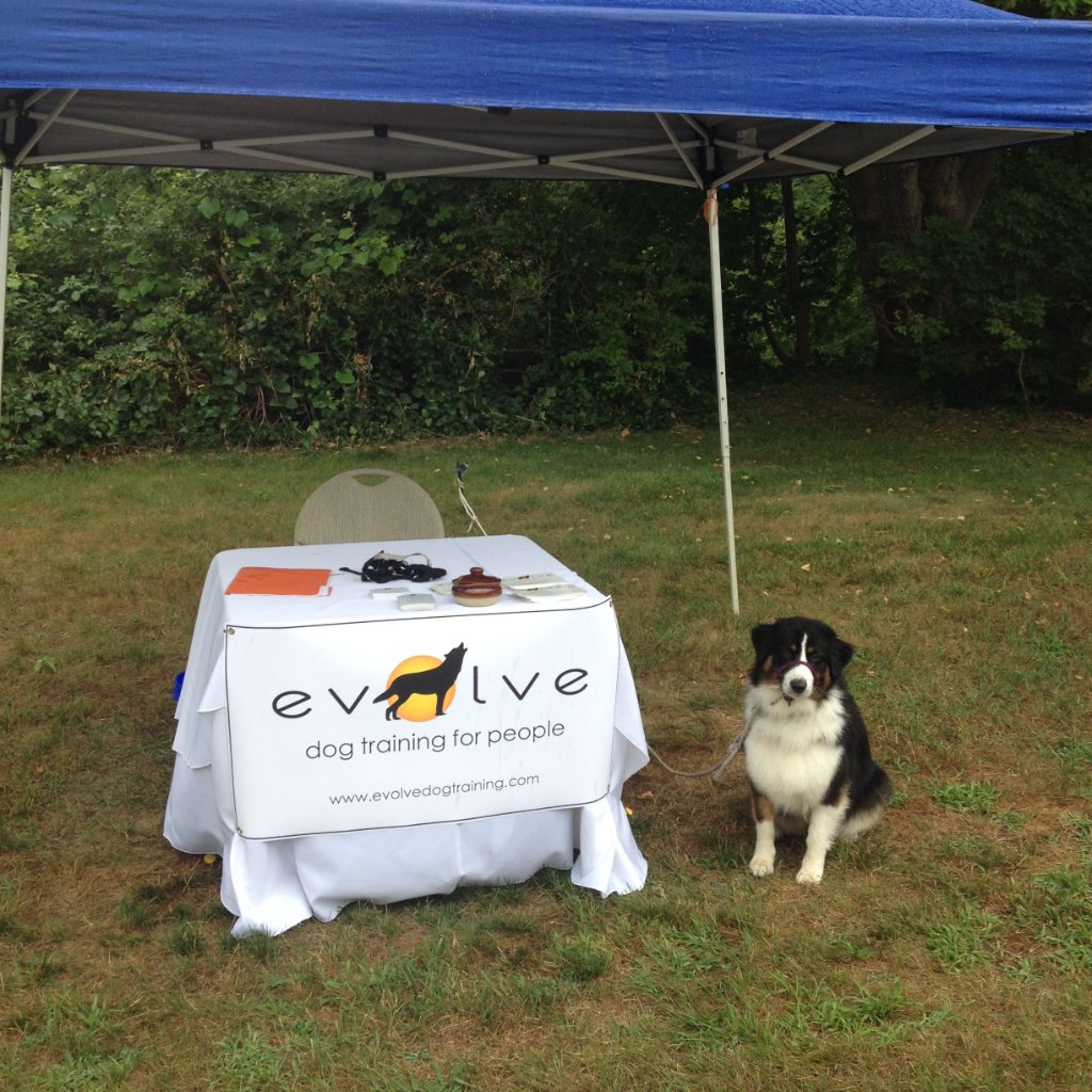 Dog Wall of Fame Evolve Dog Training