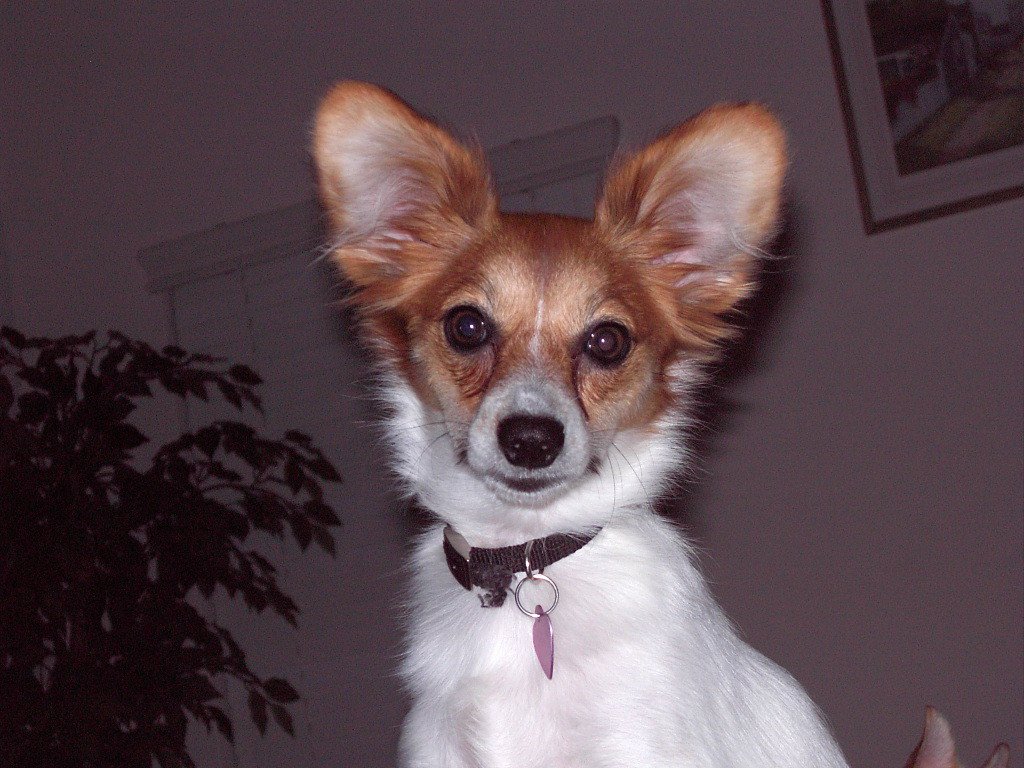 Dog Wall of Fame Evolve Dog Training