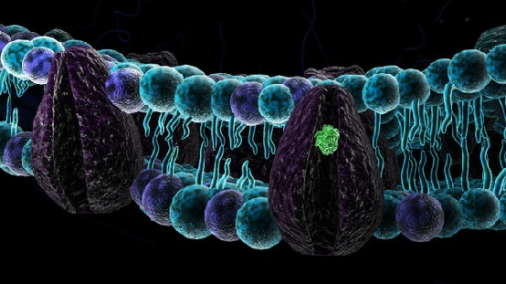 Plasma membrane