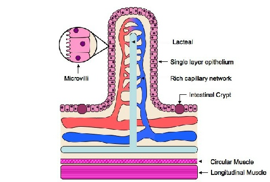 Human digestive system