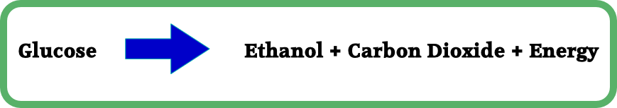 Anaerobic respiration