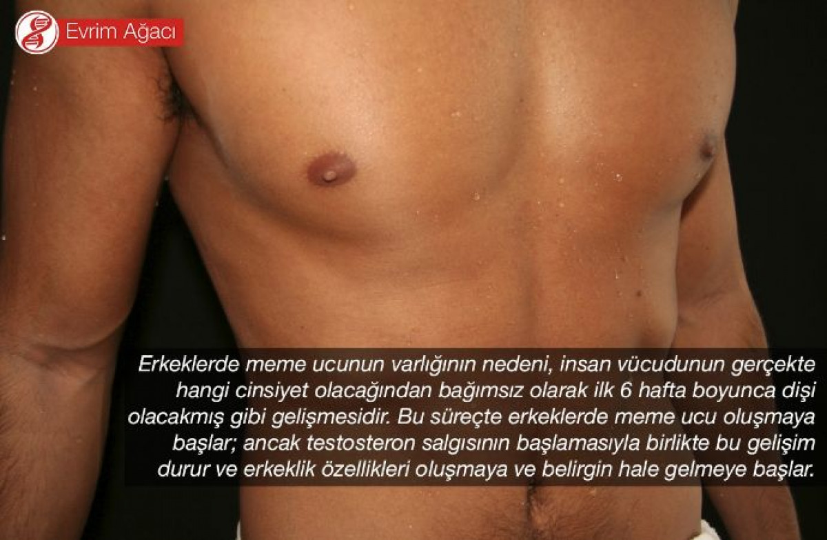 Erkeklerde Neden Meme Ucu Bulunmaktadır? Üreme Sistemleri