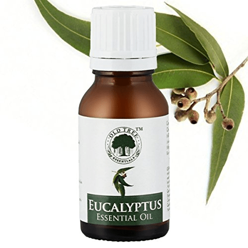 10 Best Brands of Eucalyptus Oil in India Evrybuzz