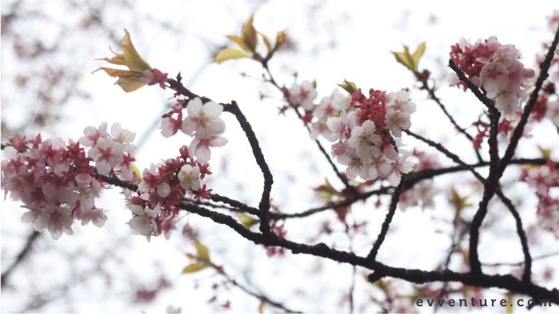 Paling Populer 14+ Gambar Bunga Sakura Dan Pohonnya Gambar Bunga Indah