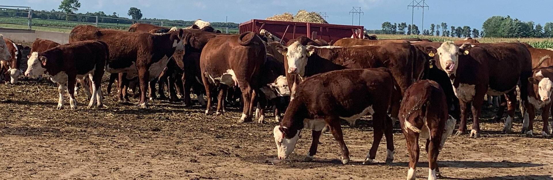 Eastern Wisconsin Beef Producers & Promoters Home