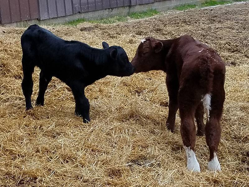 Contact Us Eastern Wisconsin Beef Producers & Promoters