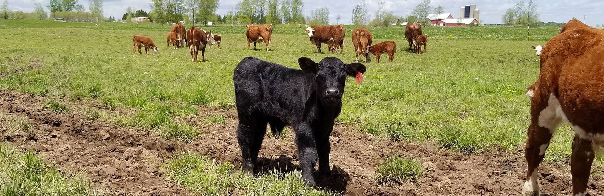 Eastern Wisconsin Beef Producers & Promoters Home