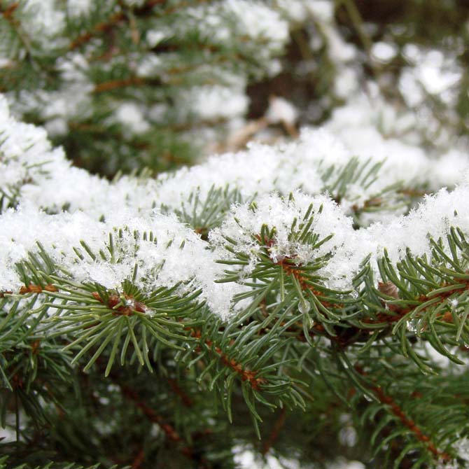 Christmas Trees December Trees of the Month Ewing Township