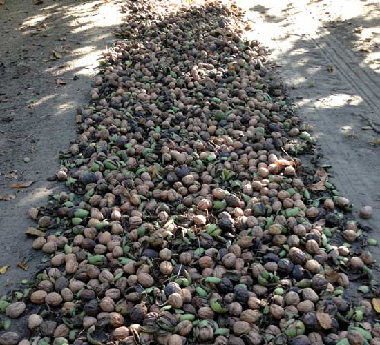 Walnut growers gain huge savings with our EZ Prep Conditioner ExactCorp