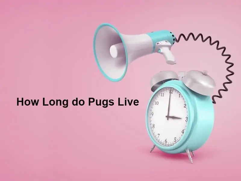 How Long do Pugs Live (And Why)? Exactly How Long