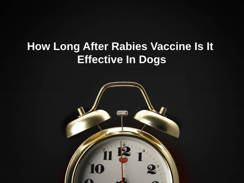 How Long After Rabies Vaccine Is It Effective In Dogs (And Why