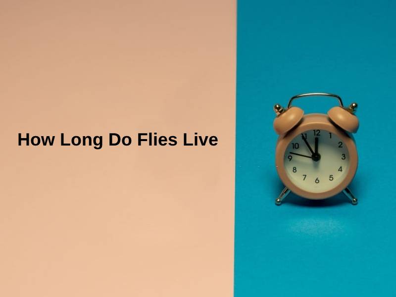 How Long Do Flies Live (And Why)?