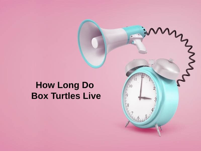 How Long Do Box Turtles Live (And Why)?