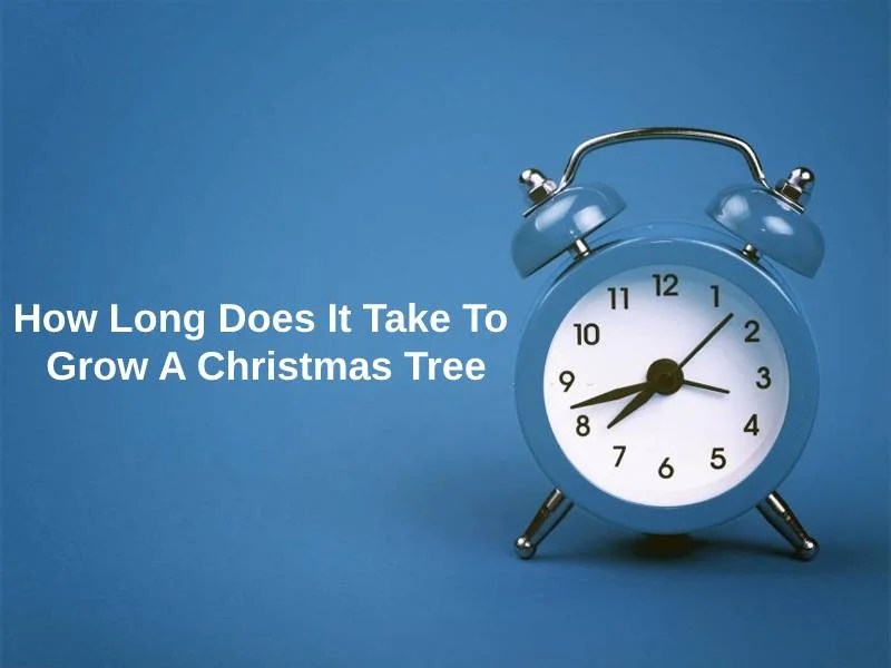 How Long Does It Take To Grow A Christmas Tree (And Why)?