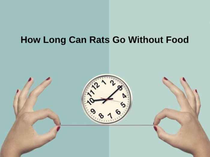 Eating cow How long can cows go without food