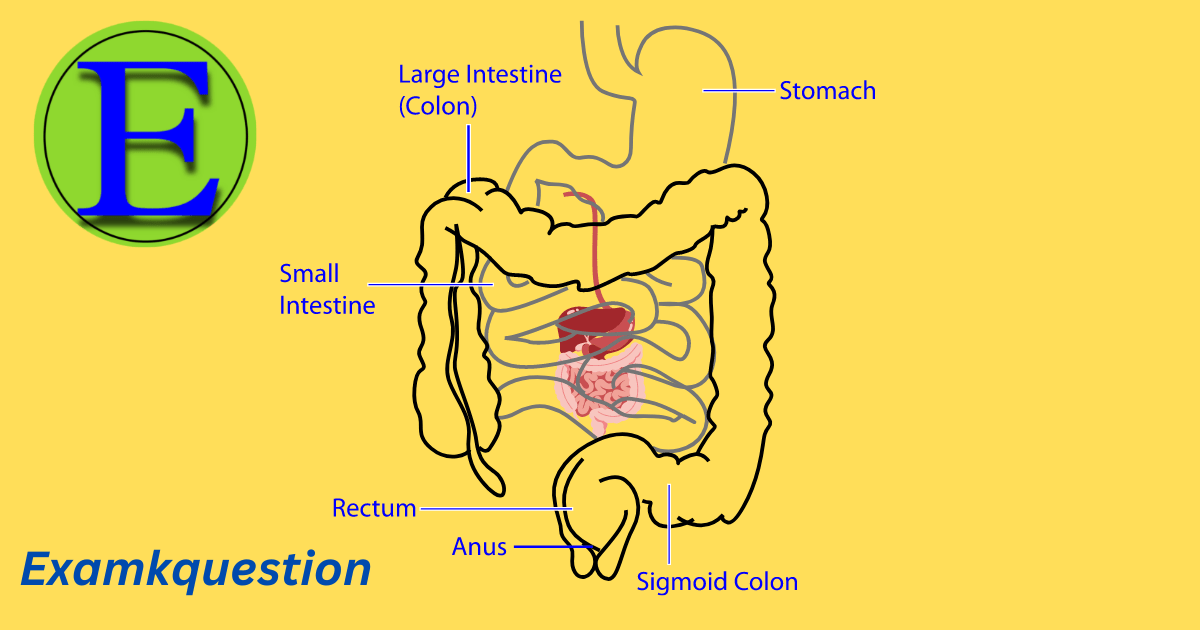 Digestive System In Hindi । पाचन तंत्र क्‍या है समझाइए Best