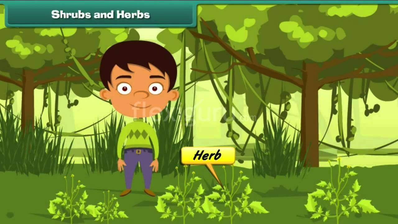 5 Characteristics Of Shrubs, Types, Uses And Functions Example NG