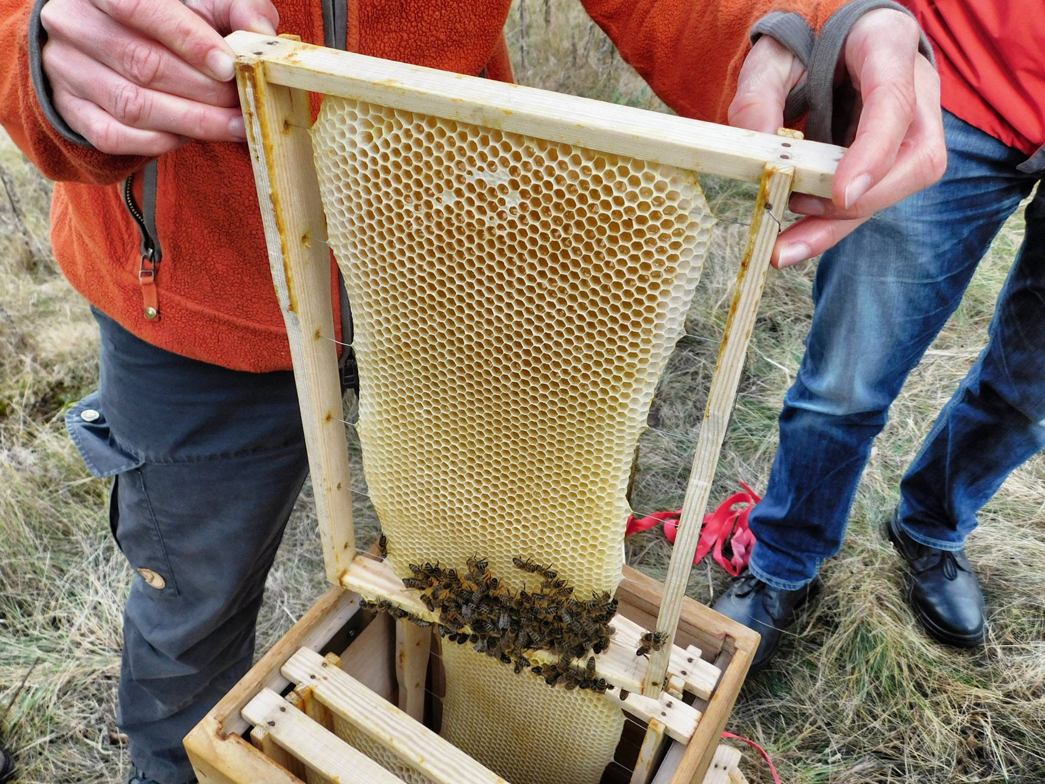Prehistoric Beekeeping in Central Europe a Themed Guided Tour at