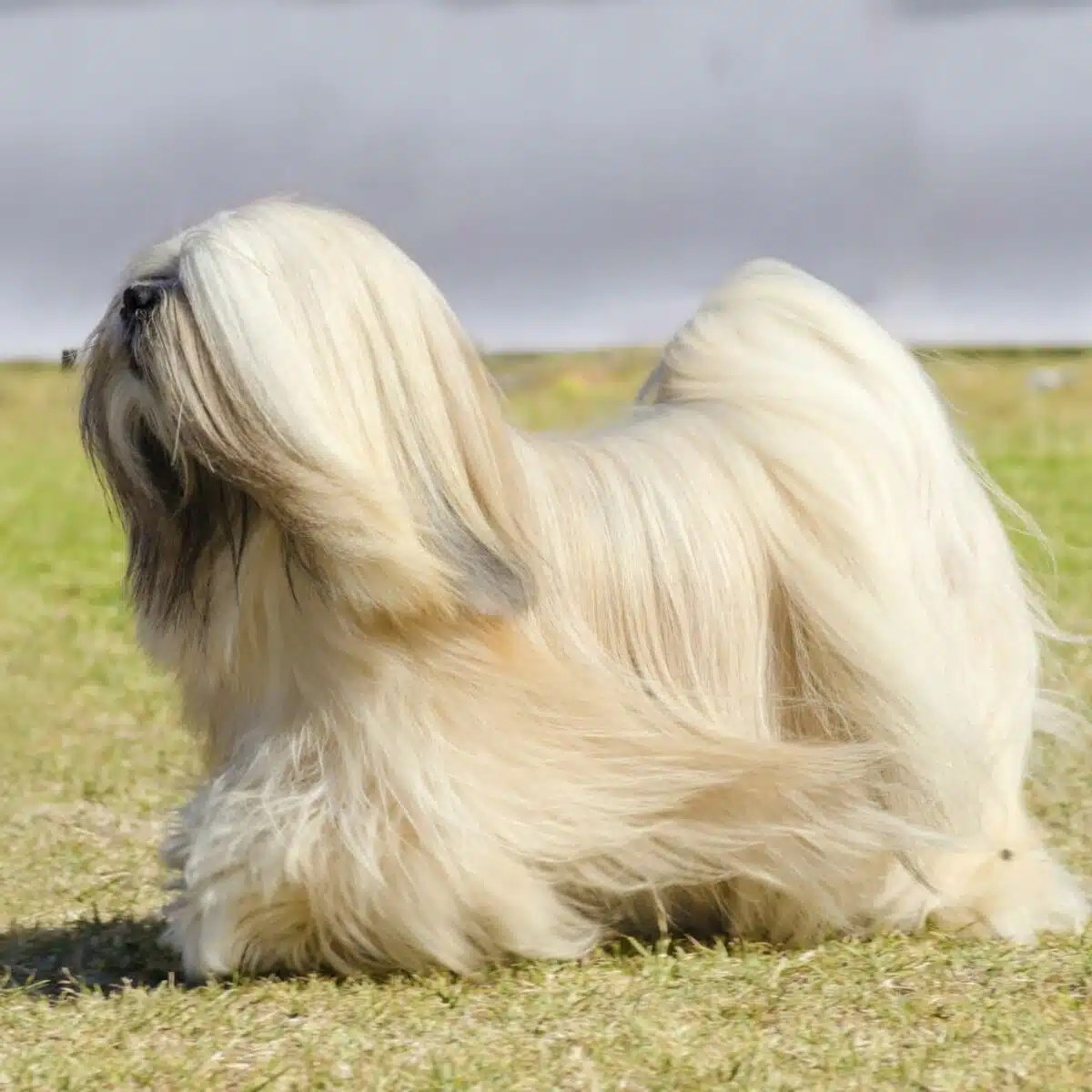 Tarifs toilettage de votre Lhassa Apso Excalicwouaf