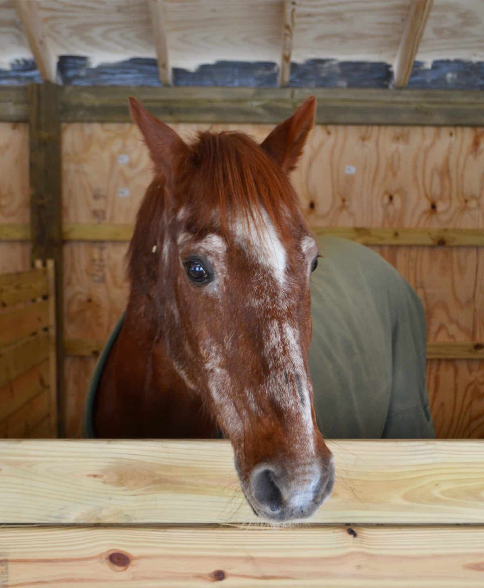 Feeding For Weight Gain Excel Equine Horse Feeds