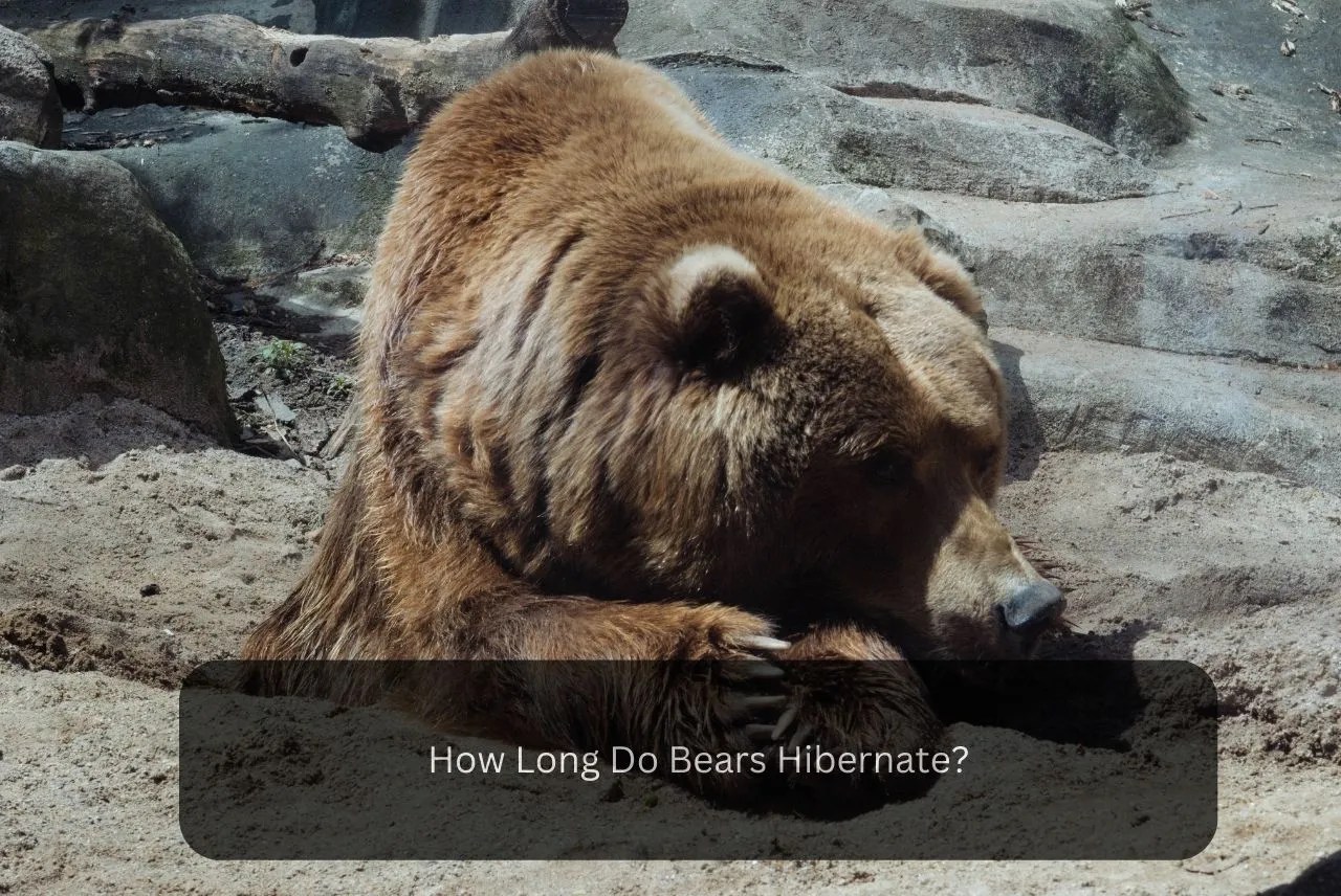 How Long Do Bears Hibernate? Exceleur
