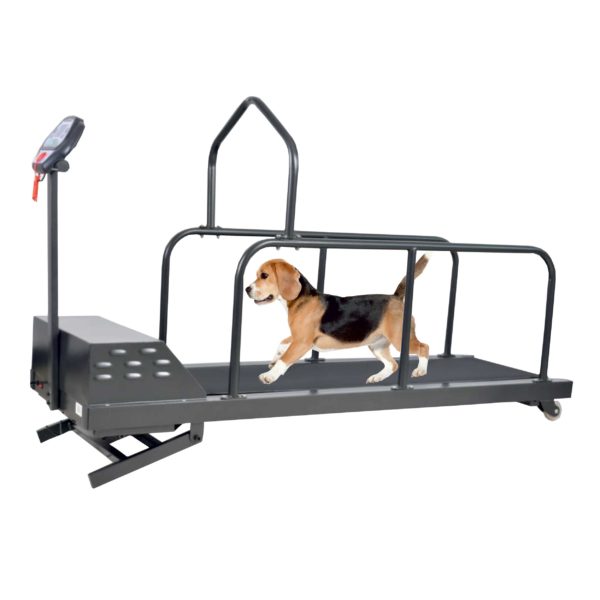 What Is The Best Treadmill For Dogs