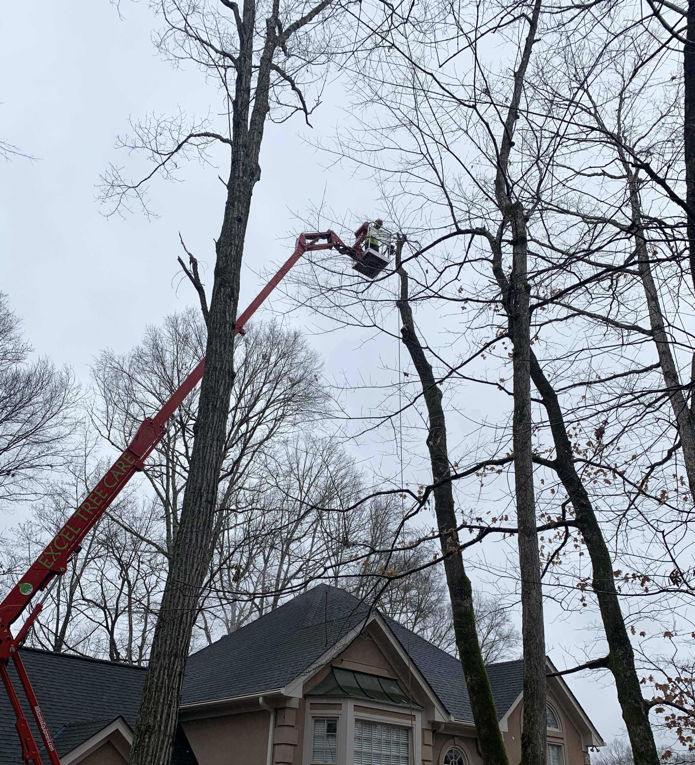 Tree Crown Reduction, Pruning & Cleaning Excel Tree Care