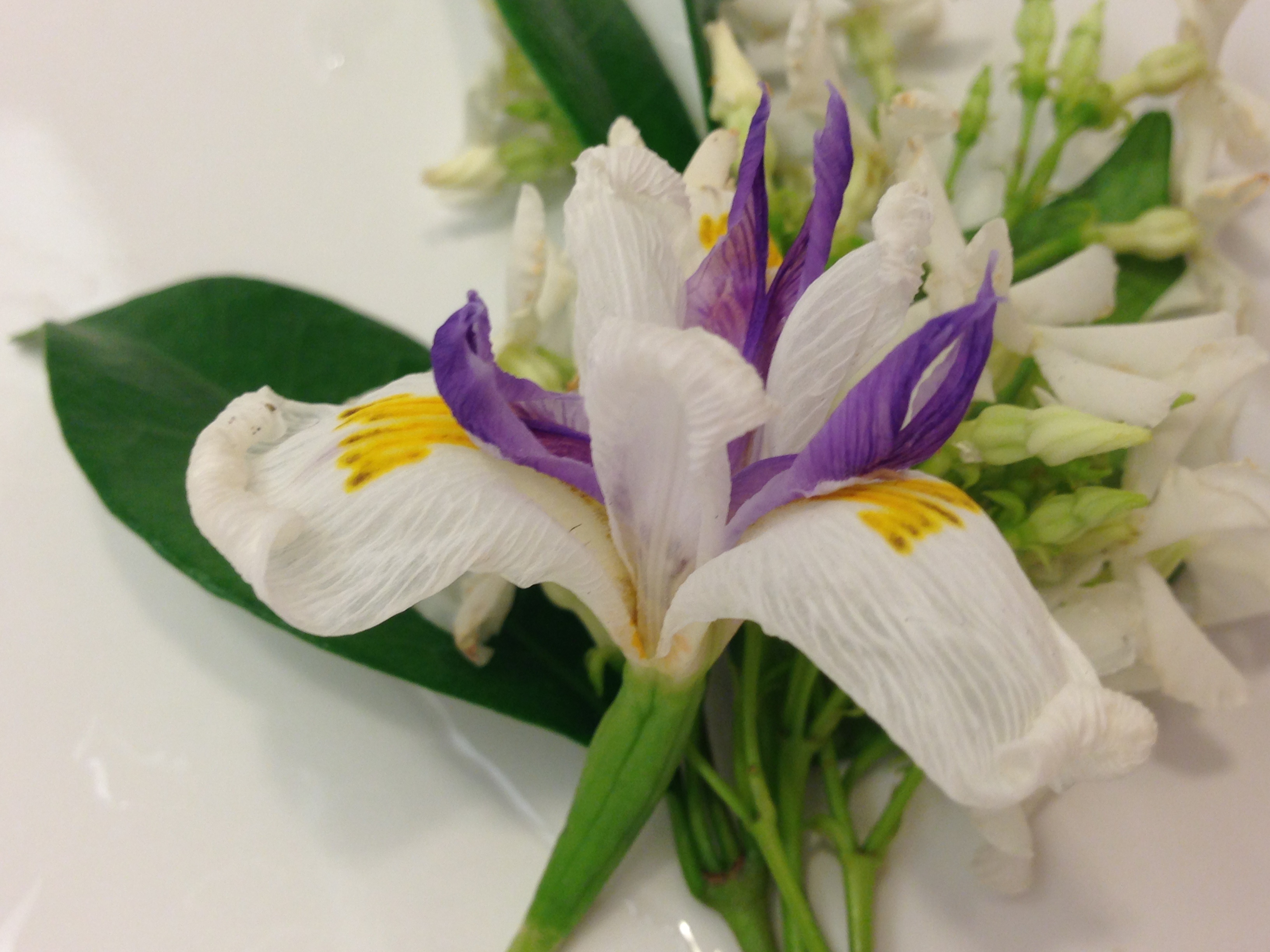 Jasmine, Iris Copyright Shelagh Donnelly