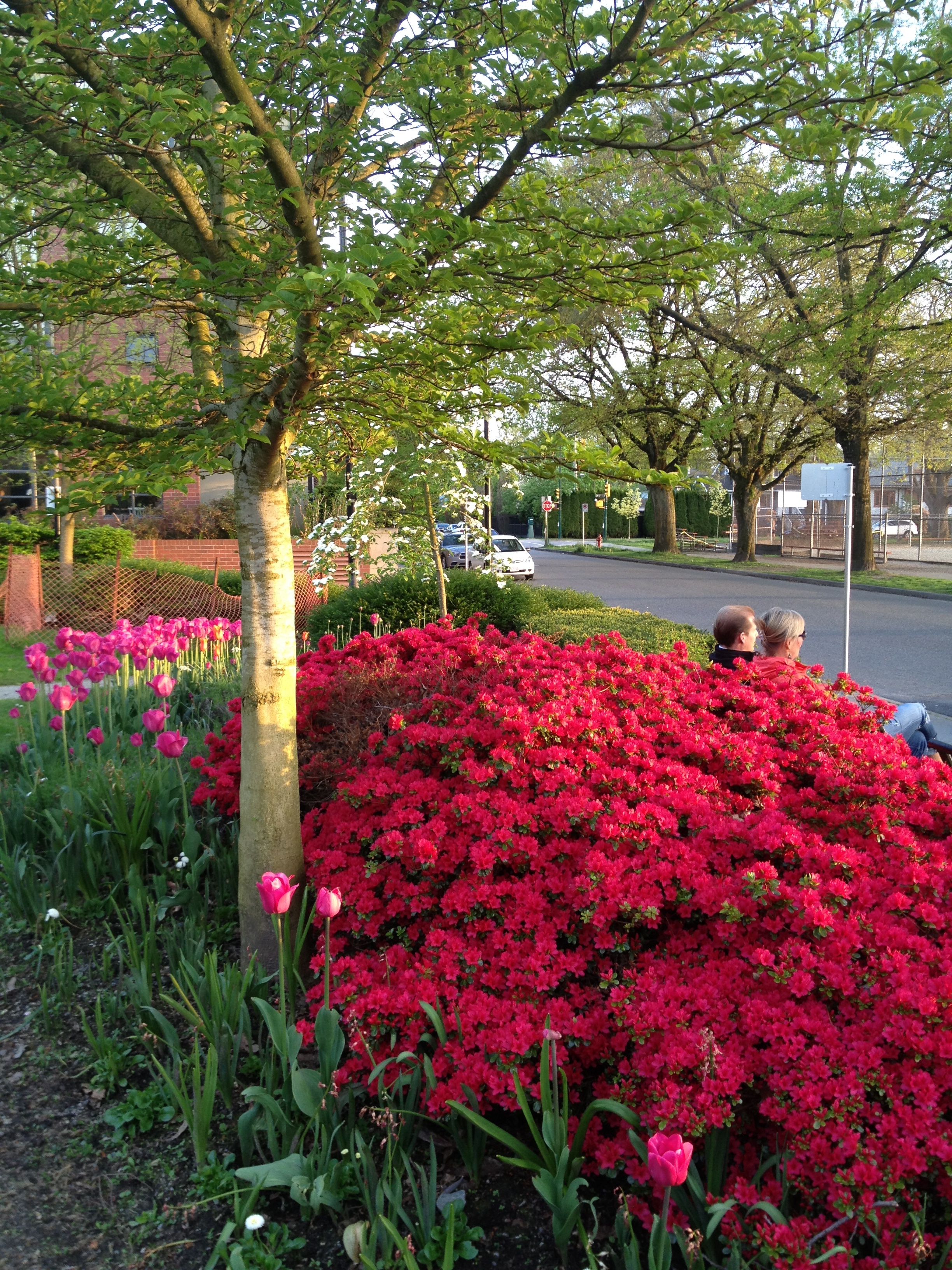 By Connaught Park Copyright Shelagh Donnelly Exceptional EA