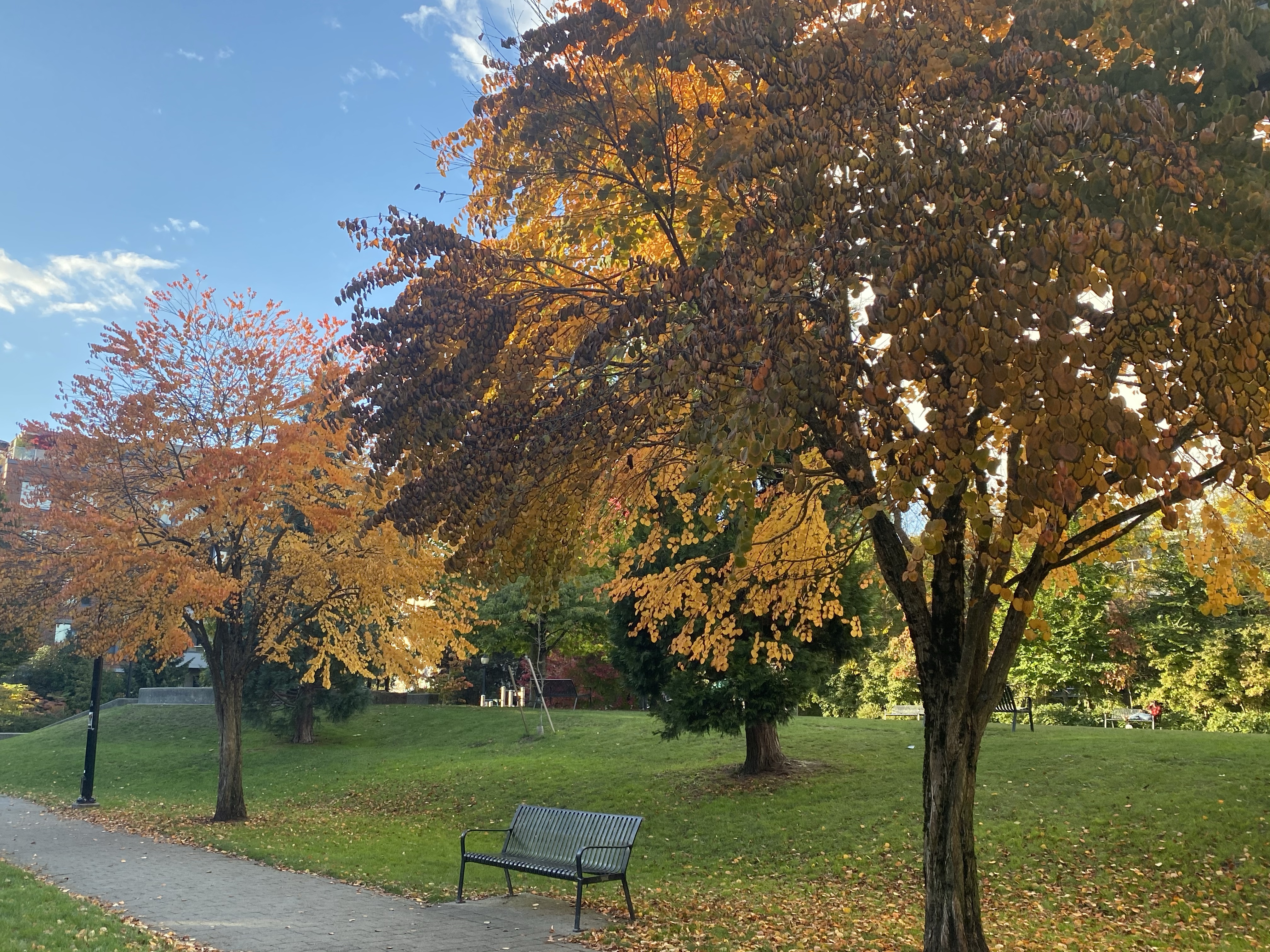 ConnaughtParkOct2020106696copyrightShelaghDonnelly Exceptional EA