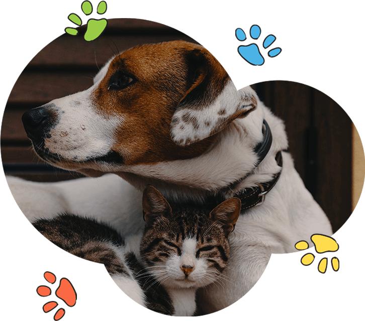 What Sets Us Apart Pet Sitting in North Dallas & Nearby Areas