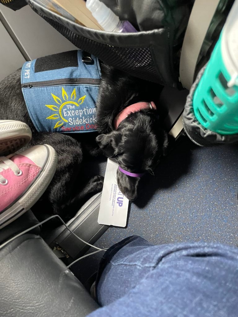 JetBlue Airlines The Exceptional Sidekick Service Dogs