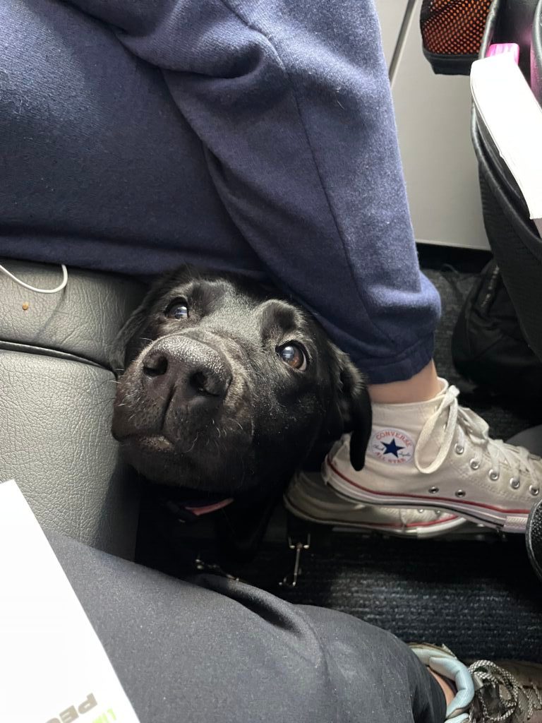JetBlue Airlines The Exceptional Sidekick Service Dogs