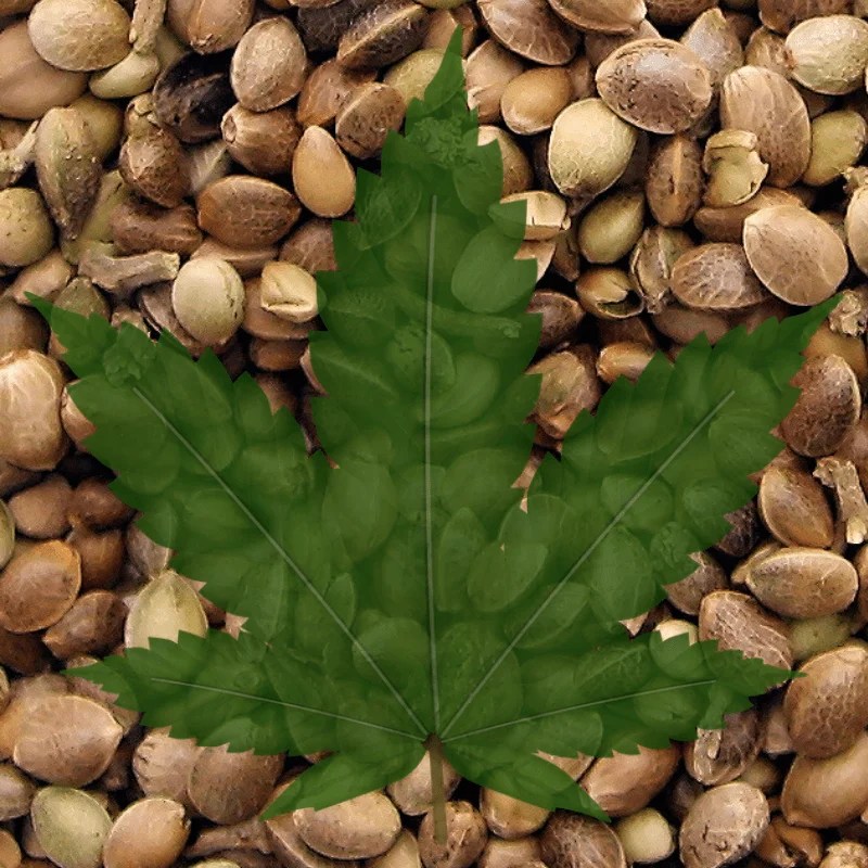 Seeds Now Available for Purchase in Alberta Excessively