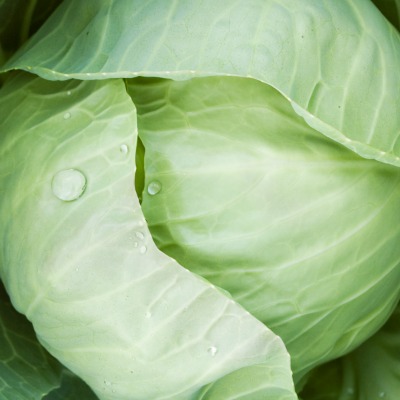 What do cabbage leaves do for breastfeeding