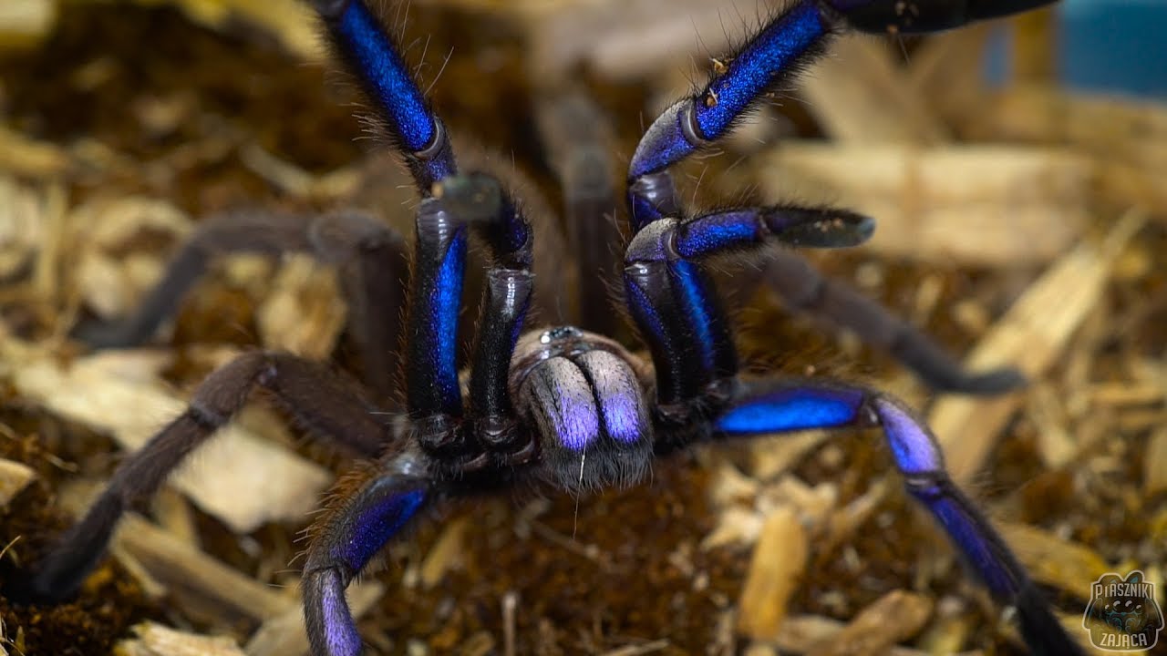 Chilobrachys sp electric blue ExclusivPets