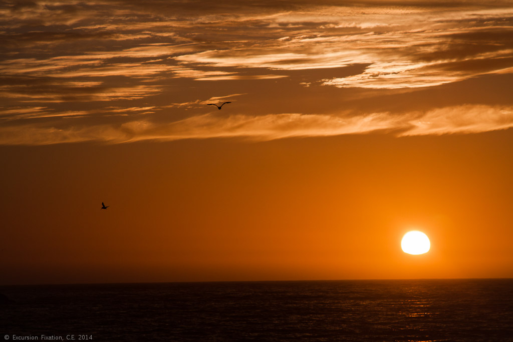 Bodega Bay July 2014 Excursion Fixation
