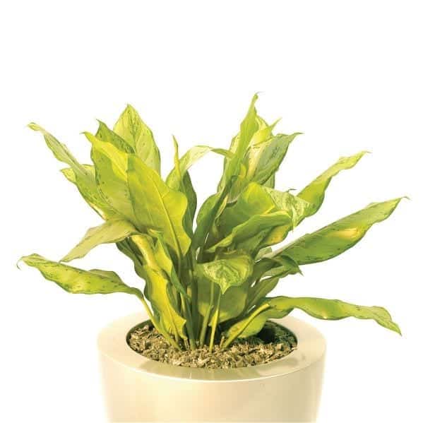 Aglaonema 'BJ Freeman' Execuflora